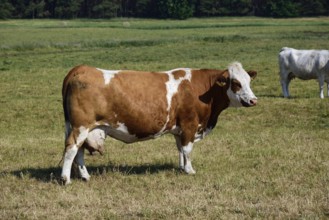 Europe, Germany, Mecklenburg-Western Pomerania, Dairy cows on the pasture near Göhren-Lebbin, Red