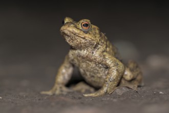 Common toad (Bufo bufo), single male, on the way to spawning waters, evening, toad migration,