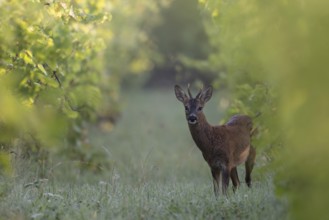 Roebuck in summer, leaf time, Wittlich, Rhineland-Palatinate, Germany, Europe