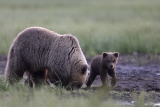 Brown bear (Ursus arctos) in the Finnish taiga, Kuusamo, Finland, Europe