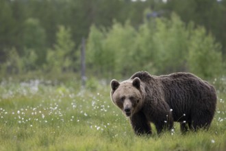 Brown bear (Ursus arctos) in the Finnish taiga, Kuusamo, Finland, Europe