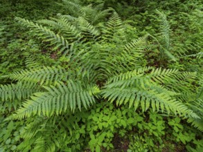 Male fern (Dryopteris filix-mas), plant in woodland in springtime, Hesse, Germany, Europe