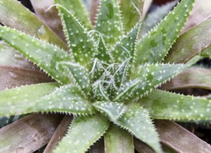 Beautiful succulent plant in greenhouse. Closeup, floral patterns, selective focus