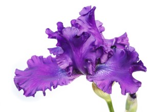 Beautiful multicolored iris flower isolated in white. Close up