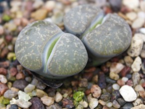 Beautiful succulent plant in greenhouse. Closeup, floral patterns, selective focus