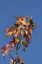 Colourful autumn leaves, red autumn leaves, autumn atmosphere, Germany, Europe