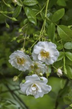 Rose (Rosa sp.), North Rhine-Westphalia, Germany, Europe