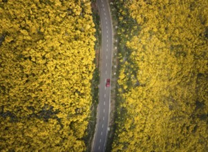 Aerial view of road with red car among yellow Cytisus blooming shrubs near Pico do Arieiro,