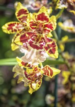 Brown with yellow orchid flowers in the botanical garden in Singapore