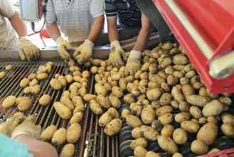 Agriculture potato harvesting with harvester (Mutterstadt, Rhineland-Palatinate)