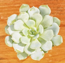 Beautiful little plant, succulent in a small flower pot. on the wooden background