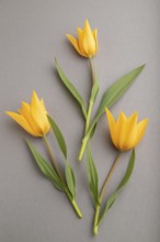 Orange tulip flowers on gray pastel background. side view, close up, still life. Beauty, spring,