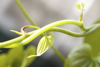 Young light green leaves of tropical lianas in a botanical garden Closeup. Blurred background