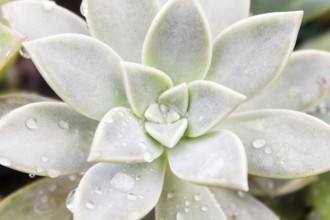 Beautiful succulent plant in greenhouse. Closeup, floral patterns, selective focus