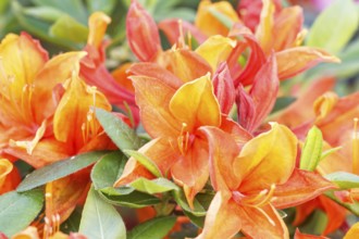 Rhododendron (azalea) flowers of various colors in the spring garden. Closeup. Blurred background