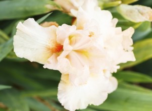 Beautiful multicolored iris flower bloom in the garden. Close up, fragility and summer concept