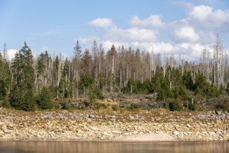 Dead trees at the Oderteich pond in the Harz National Park, Oderbrück, Lower Saxony, Germany,