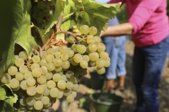 Grape grape harvest: Manual harvest of Chardonnay grapes in a vineyard in the Palatinate