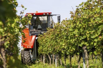 Harvest of Sankt Laurent red wine grapes in the Palatinate