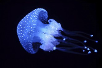 Tropical Jellyfish Phyllorhiza punctata white-spotted jellyfish aka floating bell, Australian