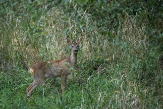 Deer seeking eye contact, Stadtpark Rotehorn, Magdeburg, Saxony-Anhalt, Germany, Europe