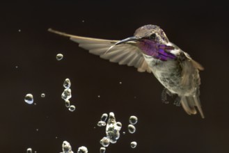 Anna's hummingbird (calypte anna) enjoying the water fountain drops