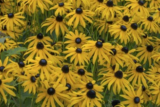 Yellow coneflower (Rudbeckia), Münsterland, North Rhine-Westphalia, Germany, Europe