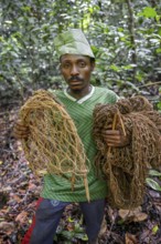 Pygmy of the Baka or BaAka people with his traps and hunting nets in the forest, Dzanga-Sangha