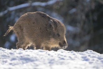 Wild boar (Sus scrofa), in the snow, Vulkaneifel, Rhineland-Palatinate, Germany, Europe