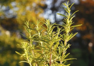 Rosemary (Salvia rosmarinus), North Rhine-Westphalia, Germany, Europe