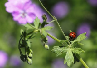 Asian lady beetle (Harmonia axyridis), multicoloured or harlequin ladybird on cranesbill