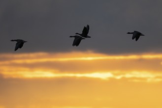 Flying white-fronted geese at sunrise