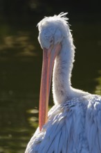 Dalmatian Pelican (Pelecanus crispus), portrait, occurring in south-east Europe, Asia, captive,