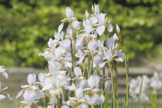 Siberian iris (Iris sibirica), flowers, North Rhine-Westphalia, Germany, Europe