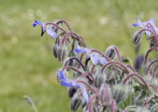 Borage (Borago officinalis), flowers and buds, North Rhine-Westphalia, Germany, Europe