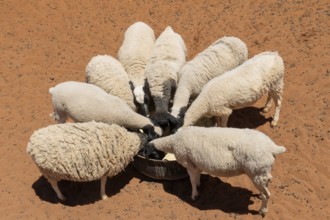 Sheep, Feeding, Trough, Desert, Namibia, Africa