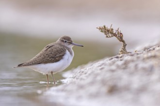 Common sandpiper (Actitis hypoleucos) Snipe bird, searching for food in the mud, shallow water