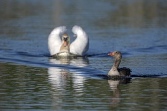 Greylag goose (Anser anser) and mute swan (Cygnus olor), greylag goose being chased by a