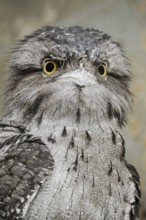 Tawny frogmouth (Podargus strigoides), portrait, captive, occurrence in Australia