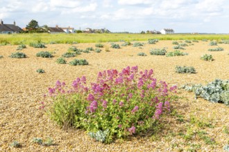 Valerian flowering, Valeriana officinalis, growing vegetated shingle beach, Shingle Street,