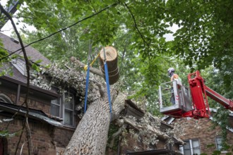 Detroit, Michigan, A storm with 70mph wind gusts blew down a 15-ton, 110-foot cottonwood, damaging