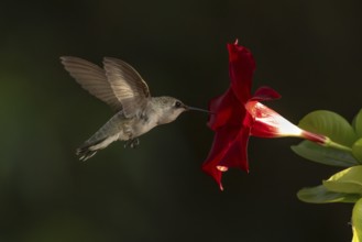 Anna's hummingbird (calypte anna) enjoying the red mandevilla