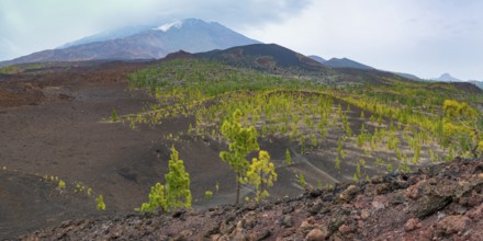 Canary Island pines (Pinus canariensis), Mirador de Chio, Teide National Park, Tenerife, Canary