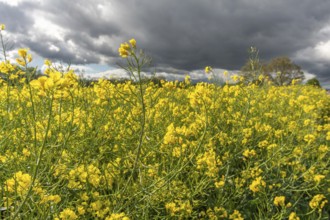 Fields of rape apples in bloom in spring. Bas Rhin, Alsace, France, Europe