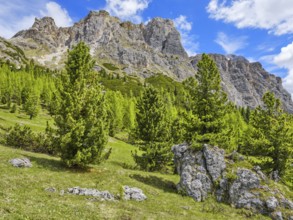 Passo di Falzarego with Tofane and Lagazuoi, trees in front of the Dolomites, Belluno, Italy,