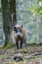 Wild boar (Sus scrofa), boar, Vulkaneifel, Rhineland-Palatinate, Germany, Europe