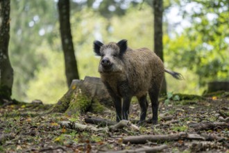 Wild boar (Sus scrofa), Vulkaneifel, Rhineland-Palatinate, Germany, Europe