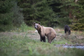 European brown bear or Eurasian brown bear (Ursus arctos arctos), brown bear in a forest clearing