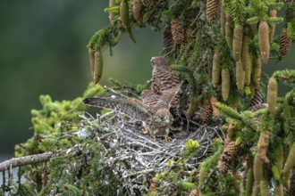 Common kestrel (Falco tinnunculus), young birds not yet ready to fly in the nest,