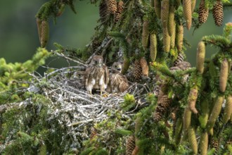 Common kestrel (Falco tinnunculus), young birds not yet ready to fly in the nest,